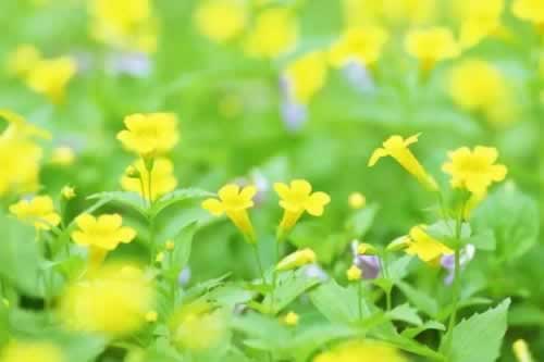 网上平台升级成VIP出款不能到账 破解办法(图)