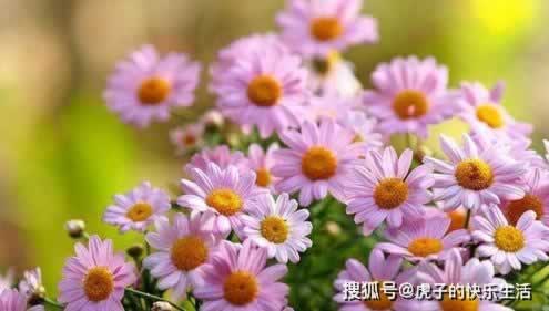 在黑网被黑提现失败提示通道升级碰到了如何破解(图)