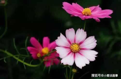 出款遇到审核怎么办 破解思路(图)