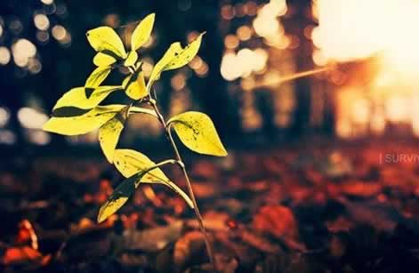 揭秘客服说数据未回传 应对方案(图)