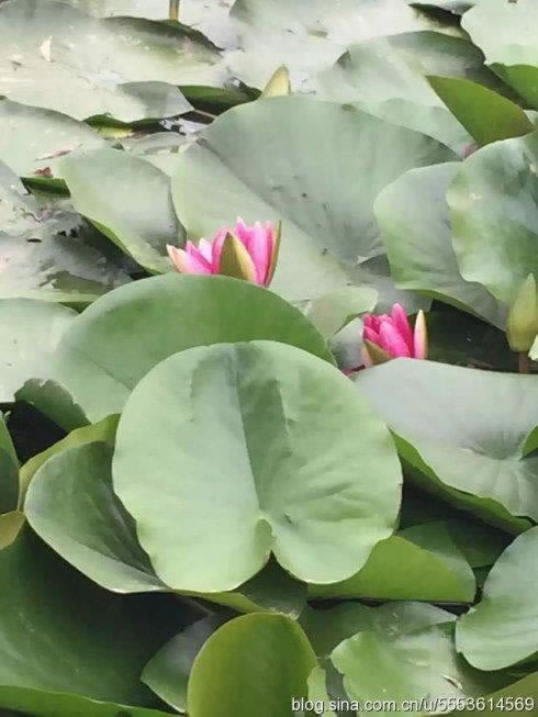 在黑网赢钱账户异常提款失败办法经验分享 破解思路(图)